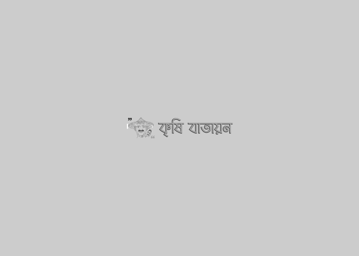 ফেঞ্চুগঞ্জে টাকার গাছ