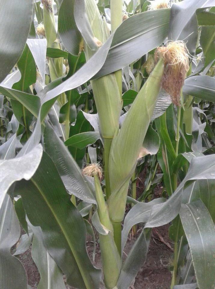 বদলগাছীতে লক্ষ্যমাত্রা ছাড়িয়ে ভুট্টা চাষ