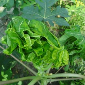 পেপের ভাইরাসজনিত পাতা কুচকানো রোগ