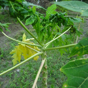 পেপের ভাইরাসজনিত পাতা কুচকানো রোগ