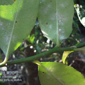 লেবুর মিলিবাগ বা ছাতরা পোকা