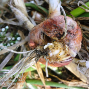 পেঁয়াজের কন্দ ফেটে যাওয়া সমস্যা