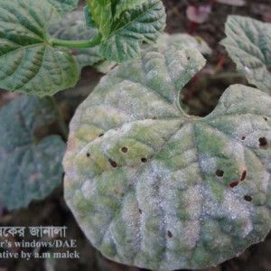 কাকরোলের পাউডারি মিলডিউ রোগ