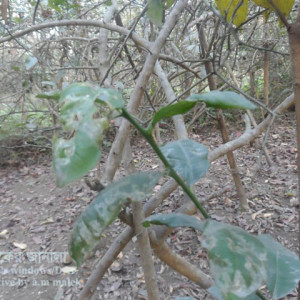 লেবুর পাতা সুড়ঙ্গকারী পোকা