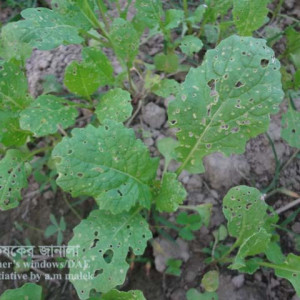 সরিষার ফ্লি বিটল পোকা