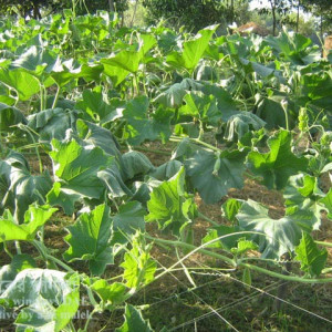 লাউয়ের গামি স্টেম ব্লাইট রোগ